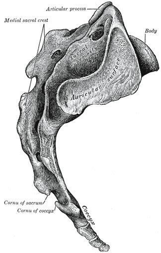 The Sacral and Coccygeal Vertebræ - Human Anatomy