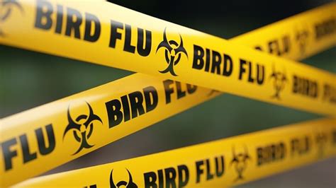 Man Dies From Worlds First Human Case Of Rare Bird Flu Strain What We