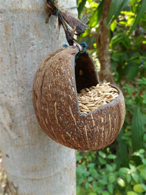 Bird Feeder Using Coconut Shell Let S Eat Coconut Shell Crafts