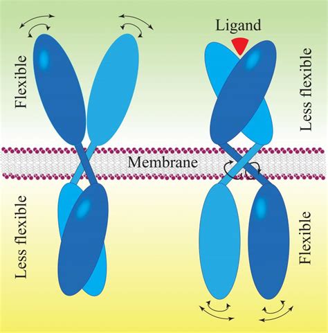 A New Model For Transmembrane Cell Surface Receptor Activation