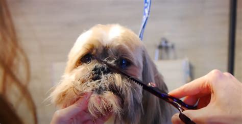 How to Groom a Shih Tzu Head - Step by Step