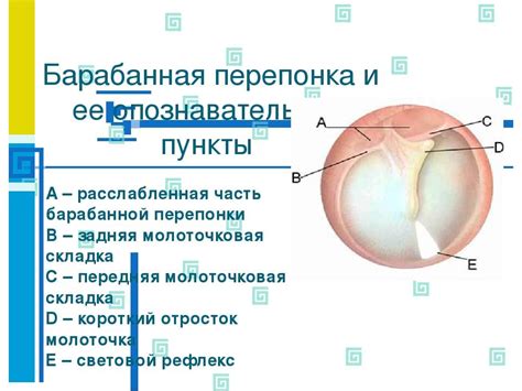Презентация "Анатомия уха (NXPowerLite)" - скачать бесплатно