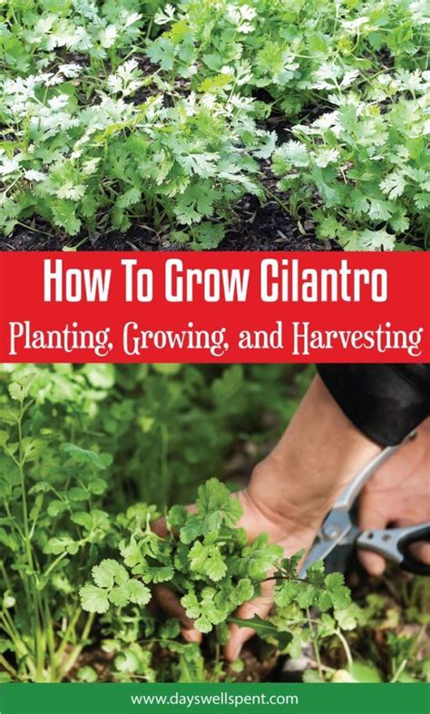 How To Grow Cilantro The Expert Guide For This Herb Garden Essential