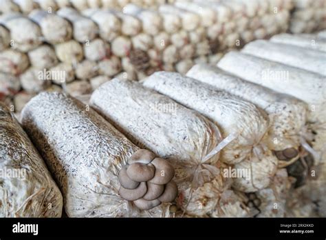 Edible mushroom cultivation greenhouse, North China Stock Photo - Alamy