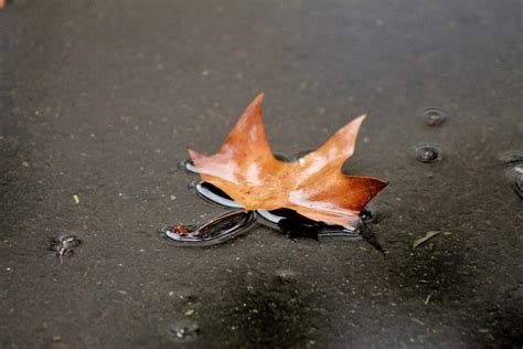 Leaves Foliage Rain Free Photo On Pixabay Pixabay