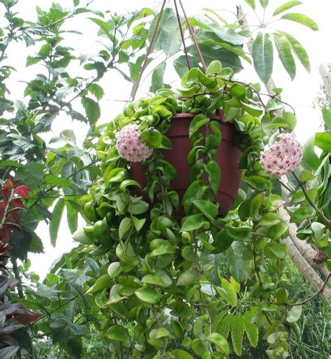 Wax Plant Hoya Carnosa Krinkle 8 In The Hoyas Database