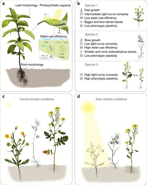 Functional Traits And Phenotypic Plasticity Modulate Species