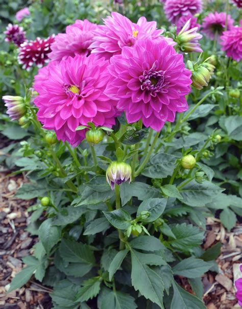 Dahlia Dalina Cadena Ball Australia