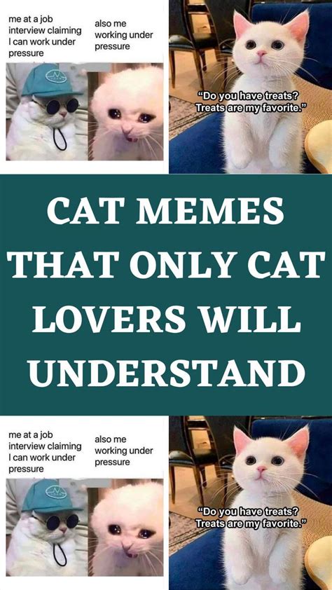 Cat Memes That Only Cat Lovers Will Understand Cat Memes Cat Lovers