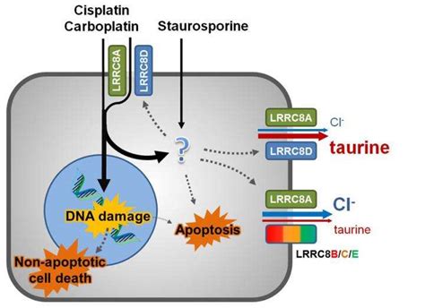 Uptake Mechanisms Of Cytostatics Discovered