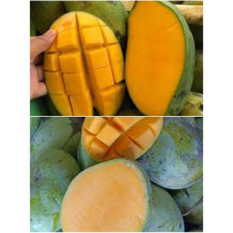 Jual Buah mangga Indramayu, mangga arumanis | Shopee Indonesia