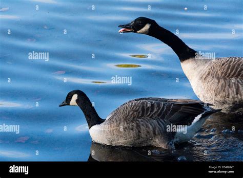 Chasing A Canada Goose Hi Res Stock Photography And Images Alamy