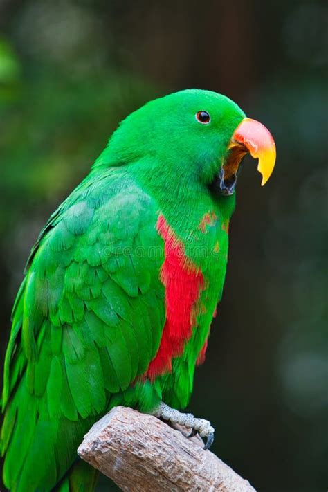 Parrot singing stock image. Image of nature, open, beak - 18942343