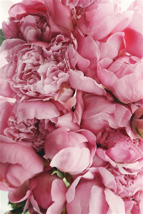 Summer Spring Pink Peony And Fresh Flower And Backgrounds Pink Peonies