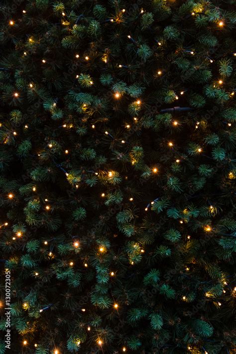 Christmas lights on pine tree decoration background Stock Photo | Adobe ...