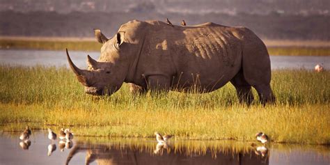 Scientists Are Trying To Resurrect The Northern White Rhino With Just