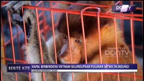 Kapal Berbendera Vietnam Selundupkan Puluhan Satwa Dilindungi Pontv