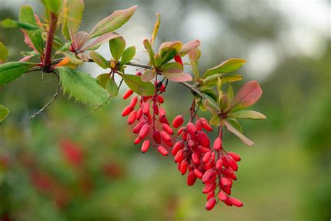 How to Prune Barberry Shrubs? - Gardenerdy