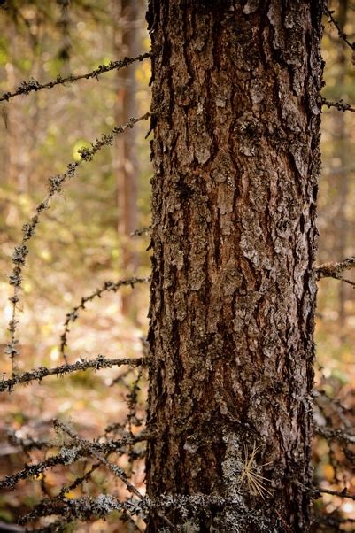 About Western Larch Tree Species Identification Common Uses And