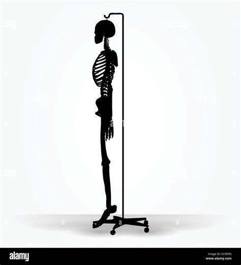 Vector Image Skeleton Silhouette In Default Pose Isolated On White