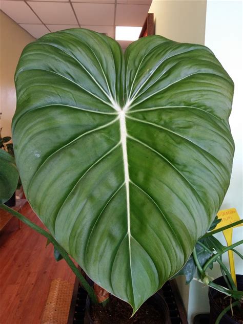 Some Big Leaves Around The Nursery Exotica Tropicals Tropical