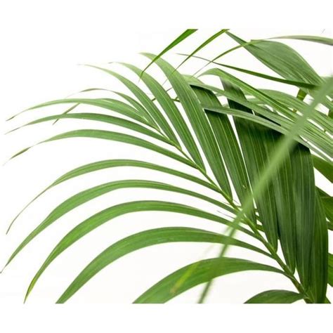 Trendyplants Kentia Palm Howea Forsteriana Plante D Int Rieur