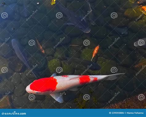 Kohaku Koi Pez Como Rey De Todos Los Peces Koi De Color Rojo Y Blanco