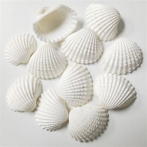 1 1 5 WHITE ARKS Darlene S Shells