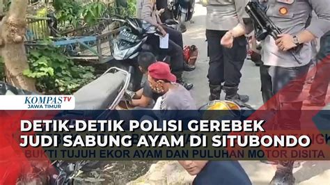 Polisi Gerebek Judi Sabung Ayam Di Situbondo Sita Barang Bukti 7 Ayam