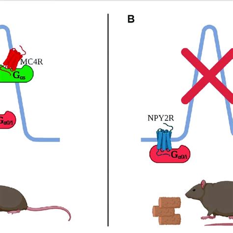 A Mc4r Is A G αs Coupled Receptor Which Localizes To The Primary Download Scientific Diagram