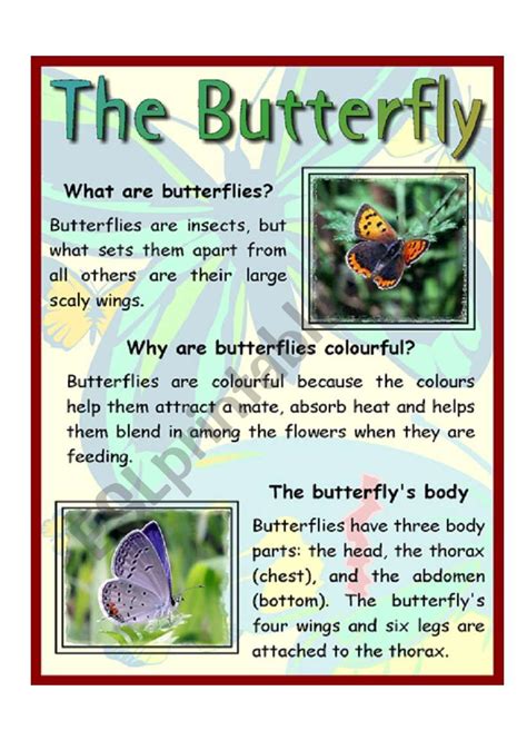 The Butterfly ESL Worksheet By Andy1988