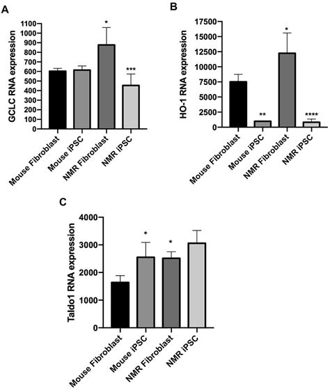 Cellular Stress Responses Of Long Lived And Cancer Resistant Naked Mole