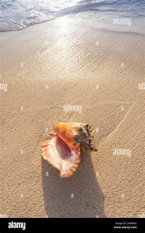 Pink Conch Hi Res Stock Photography And Images Alamy