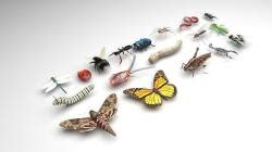 Anime Sex With Insects 3d Page 1 STLFinder