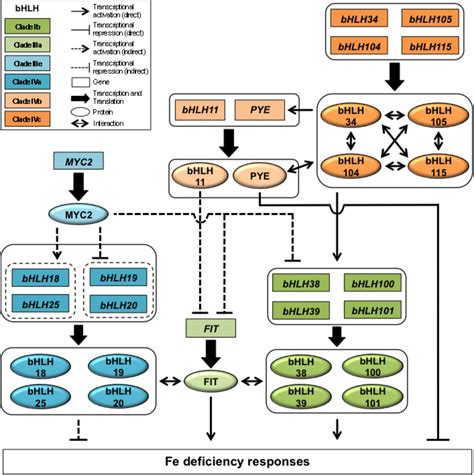 Frontiers The Transcriptional Control Of Iron Homeostasis In Plants