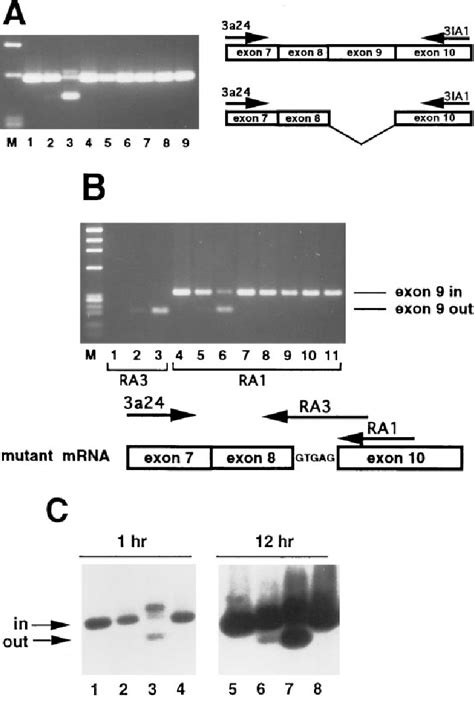 Analysis Of Gpiiia Exon 9 Splicing A Primers 3a24 And 3ia1 Were Used