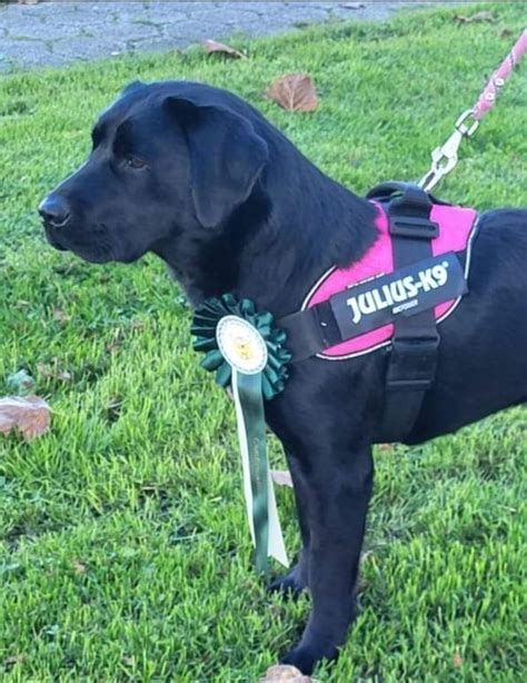 Chien Labrador Retriever Savane Dit Sakay De Chantemelse