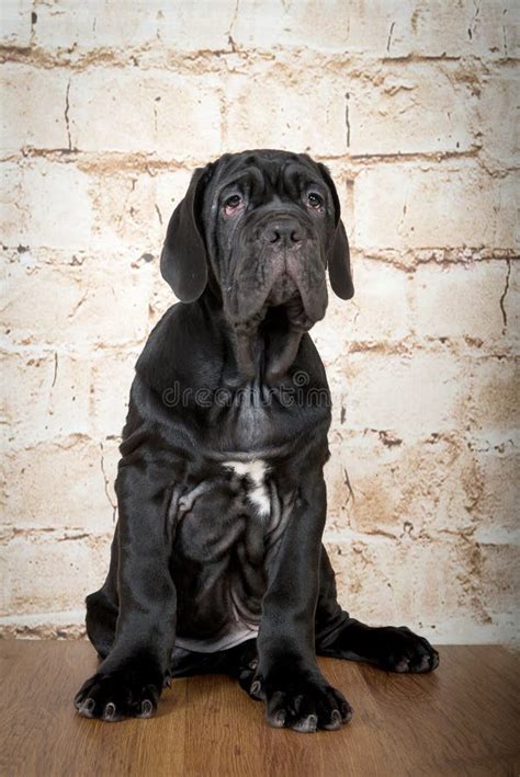 Grey, Black and Brown Puppies Breed Neapolitana Mastino. Dog Handlers Training Dogs since ...