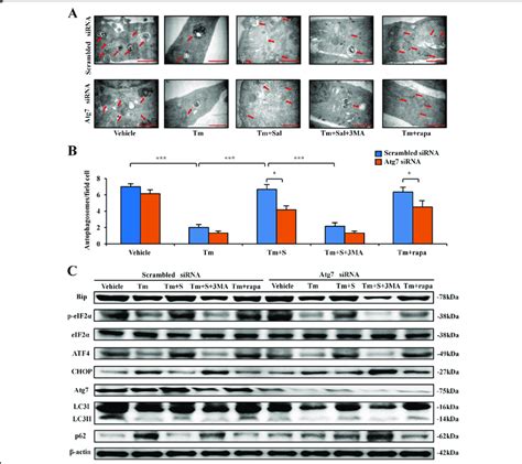 Regulation Of Er Stress And Autophagy Through Atg By Salubrinal A B