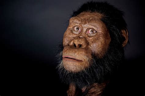 Lucy Australopithecus Reconstruction