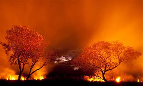 Incendios En El Pantanal Establecen Nuevo R Cord Historias Descubre Wwf