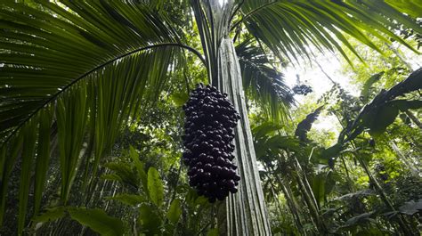 Plantas Nativas Do Brasil Jardinagem E Paisagismo