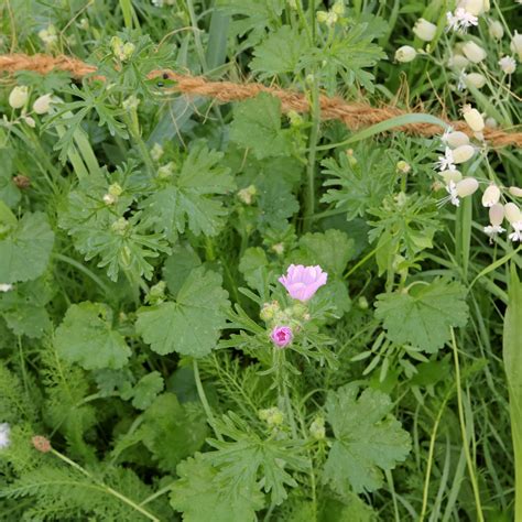 Moschus Malve Malva Moschata