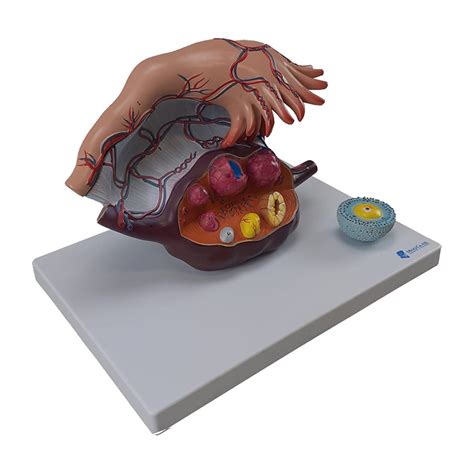 Estrutura Do Ovário Ampliado Mogiglass Anatomia E Simulação