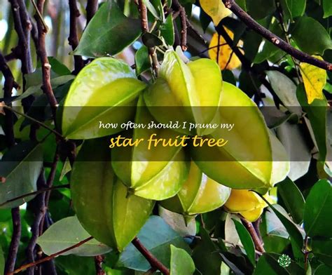 Pruning Your Star Fruit Tree A Guide To Regular Maintenance Shuncy