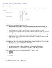 Dna Replication Alternate Assignment Docx Dna Replication