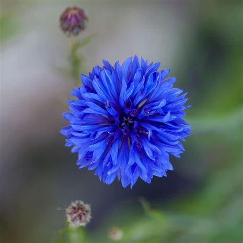 Cornflower Seeds - Dwarf Blue | Flower Seeds in Packets & Bulk | Eden ...