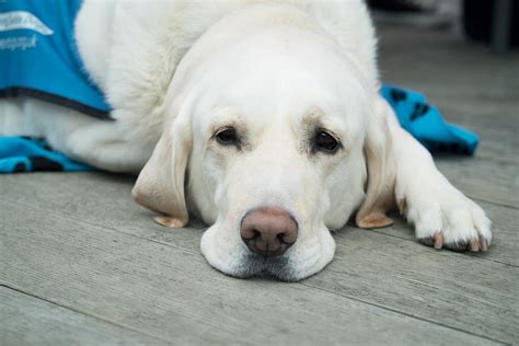 Dog Flu Is A Real Danger To Pets Heres What You Need To Know