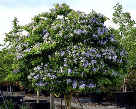 Bahamas Native Plants Fox Hill Nursery