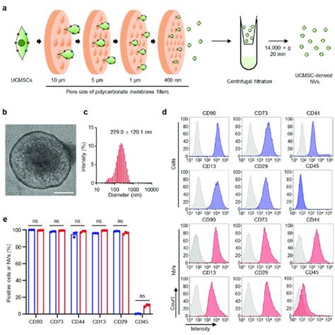 Characterization Of Umbilical Cord Mesenchymal Stem Cell Download